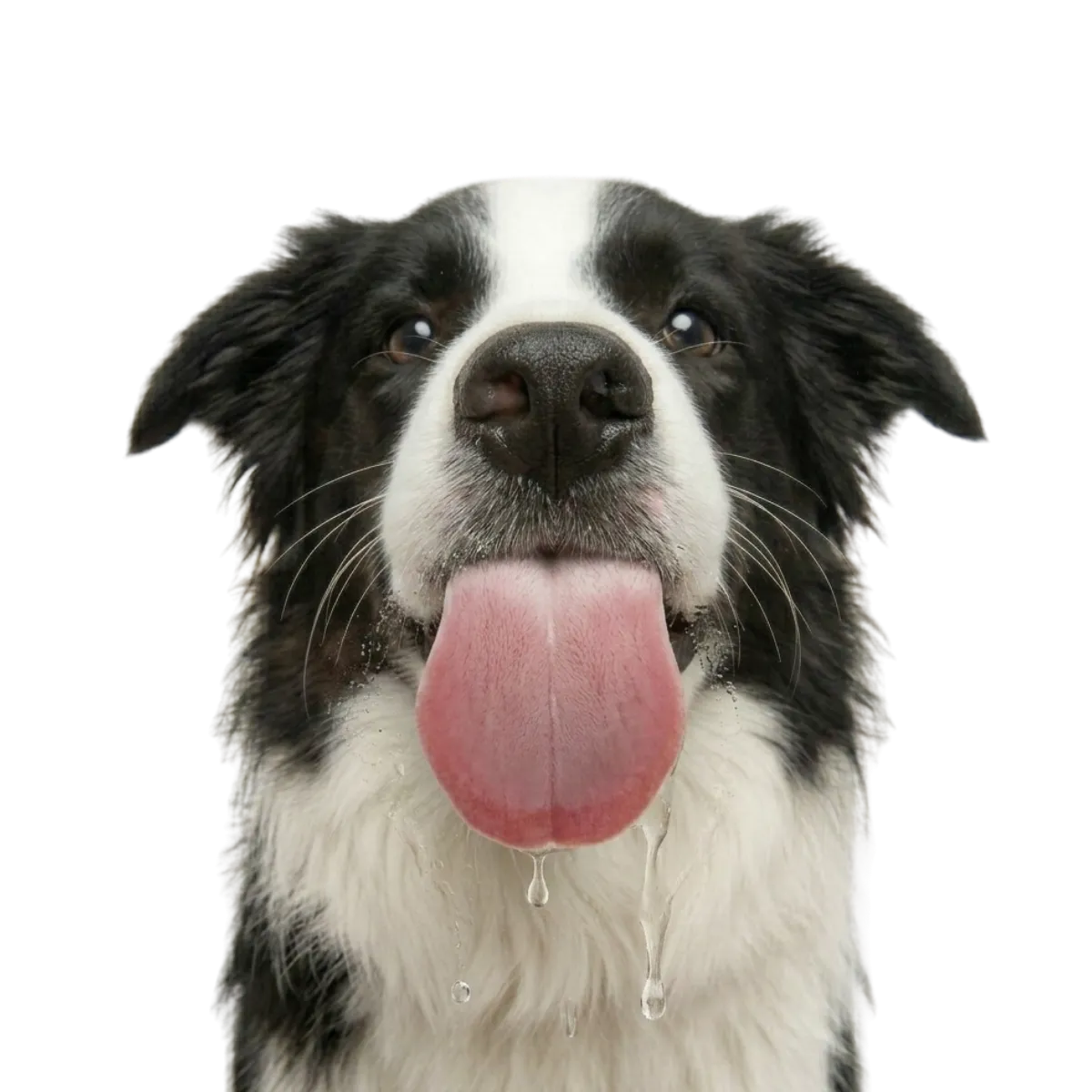 Border Collie gesund ernährt mit BARF — Tagesmenge mit dem BARF-Rechner berechnen