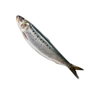 Roher Fisch als BARF-Protein