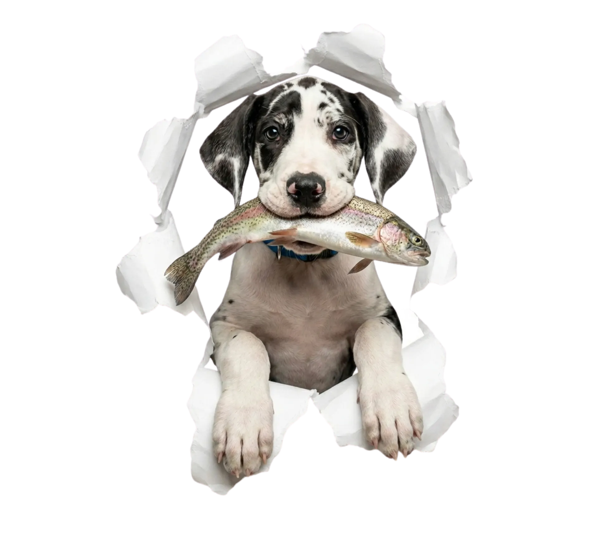 Deutsche Dogge hält eine frische Forelle im Maul