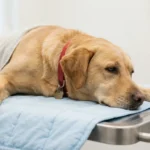 Hund liegt erschöpft aber ruhig auf Tierarzt-Untersuchungsliege, einfühlsame Atmosphäre